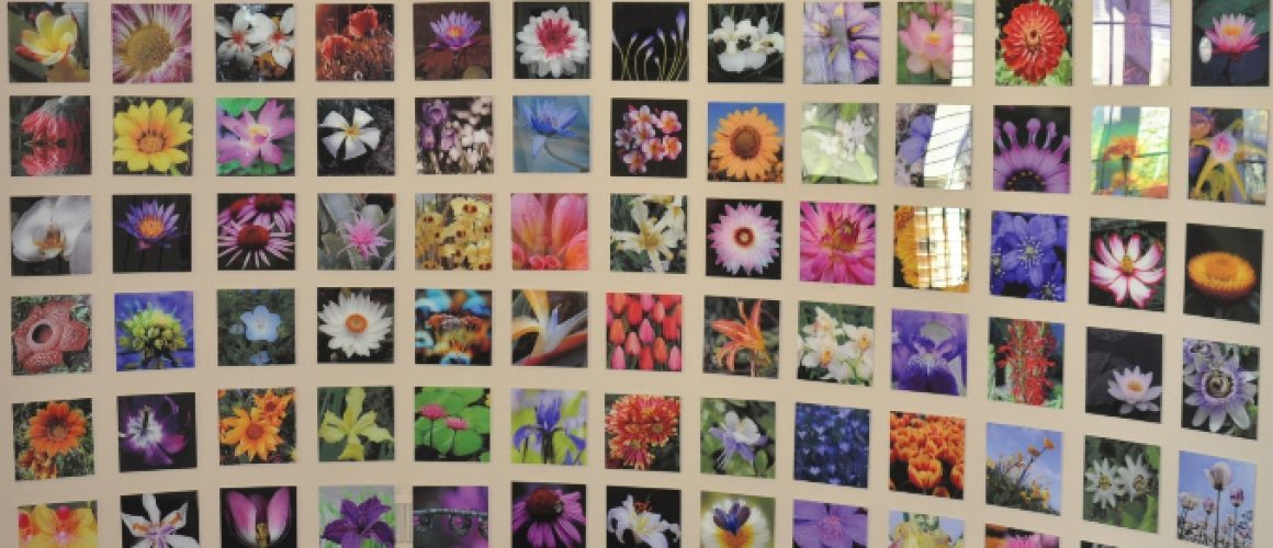 Acrylic print of multiple pictures of flowers.