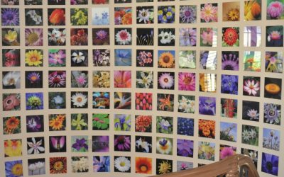 Acrylic print of multiple pictures of flowers.