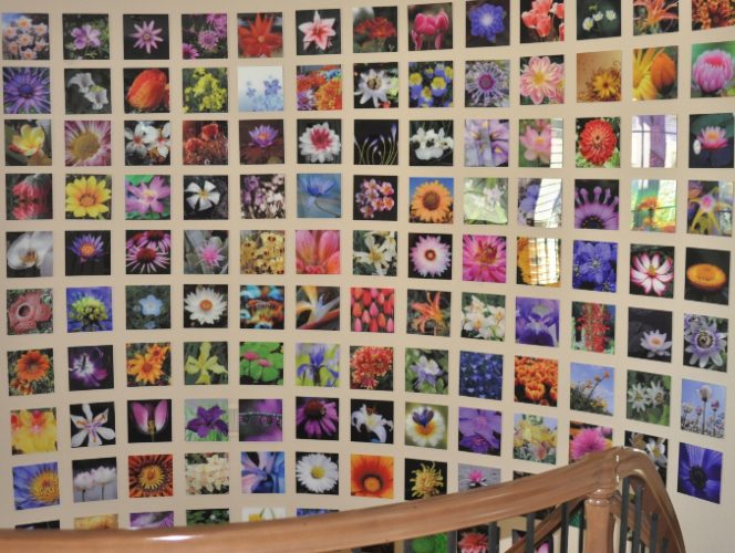 Acrylic Print-Flower Collage Acrylic print of multiple pictures of flowers.