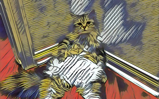 cat3 cat3