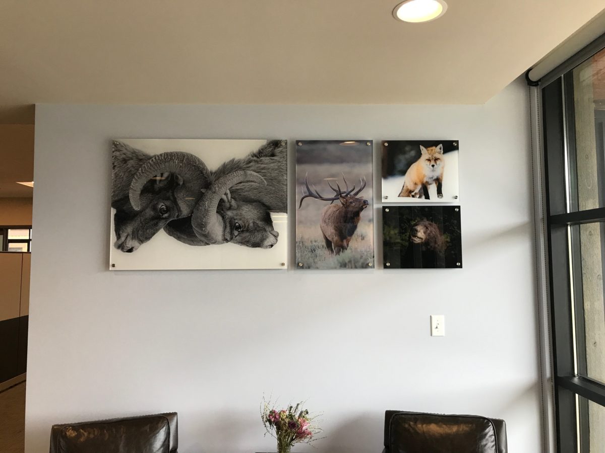 Large Acrylic Photo Prints Done Right