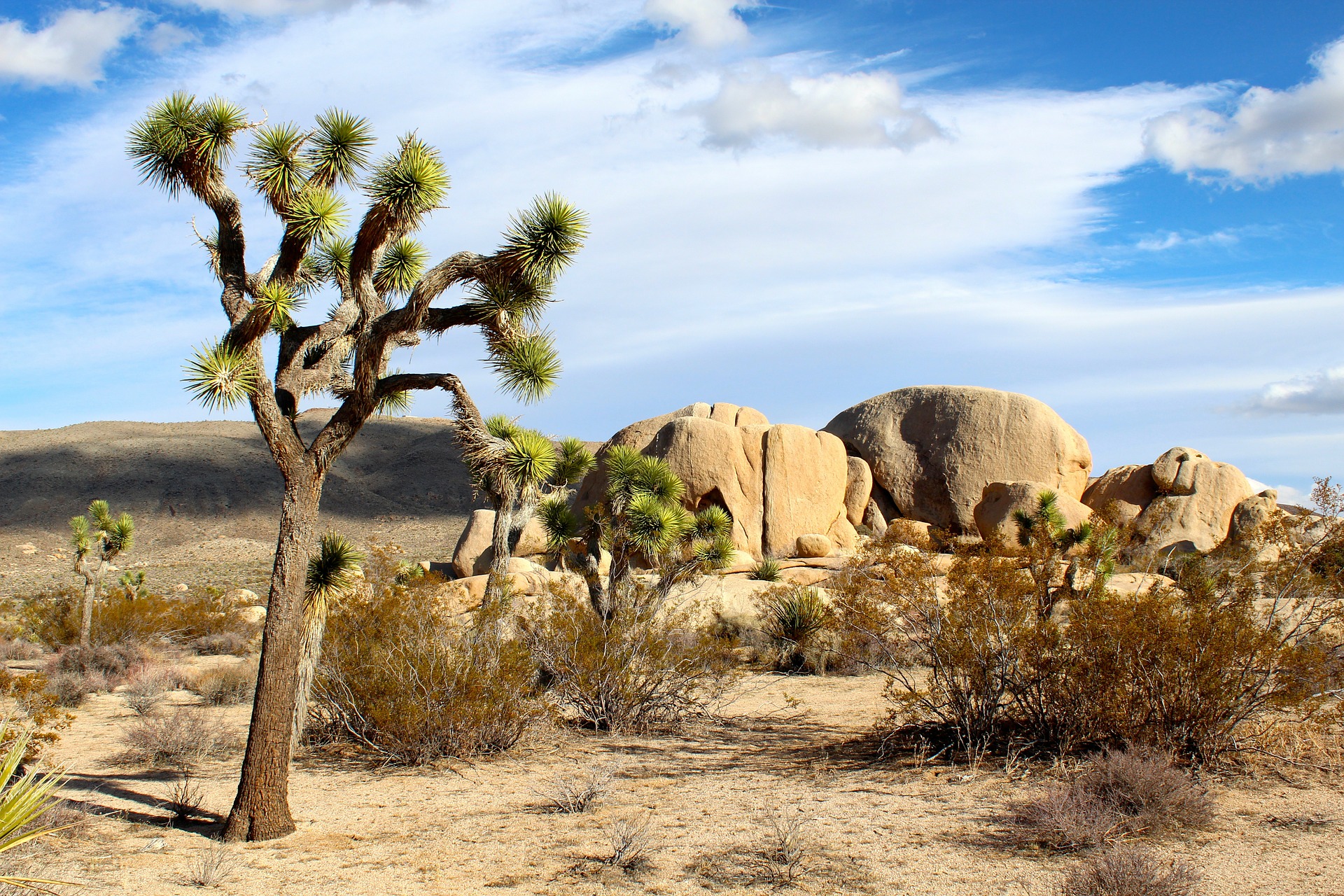 Joshua Tree Landscape