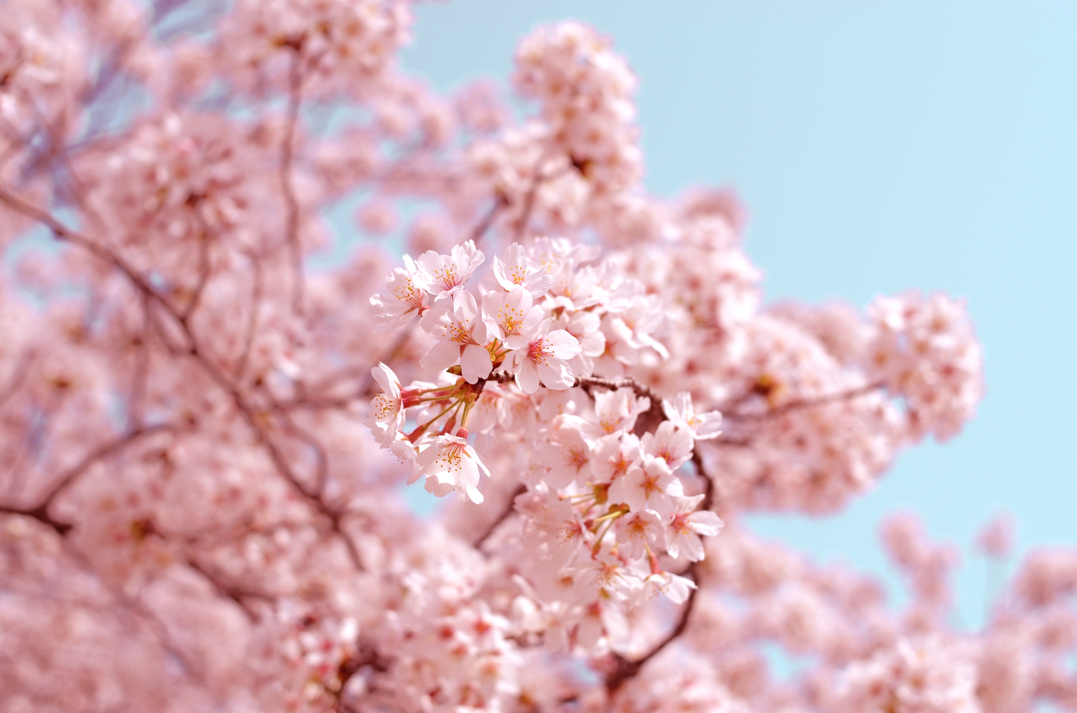 Cherry Blossoms Acrylic Photos