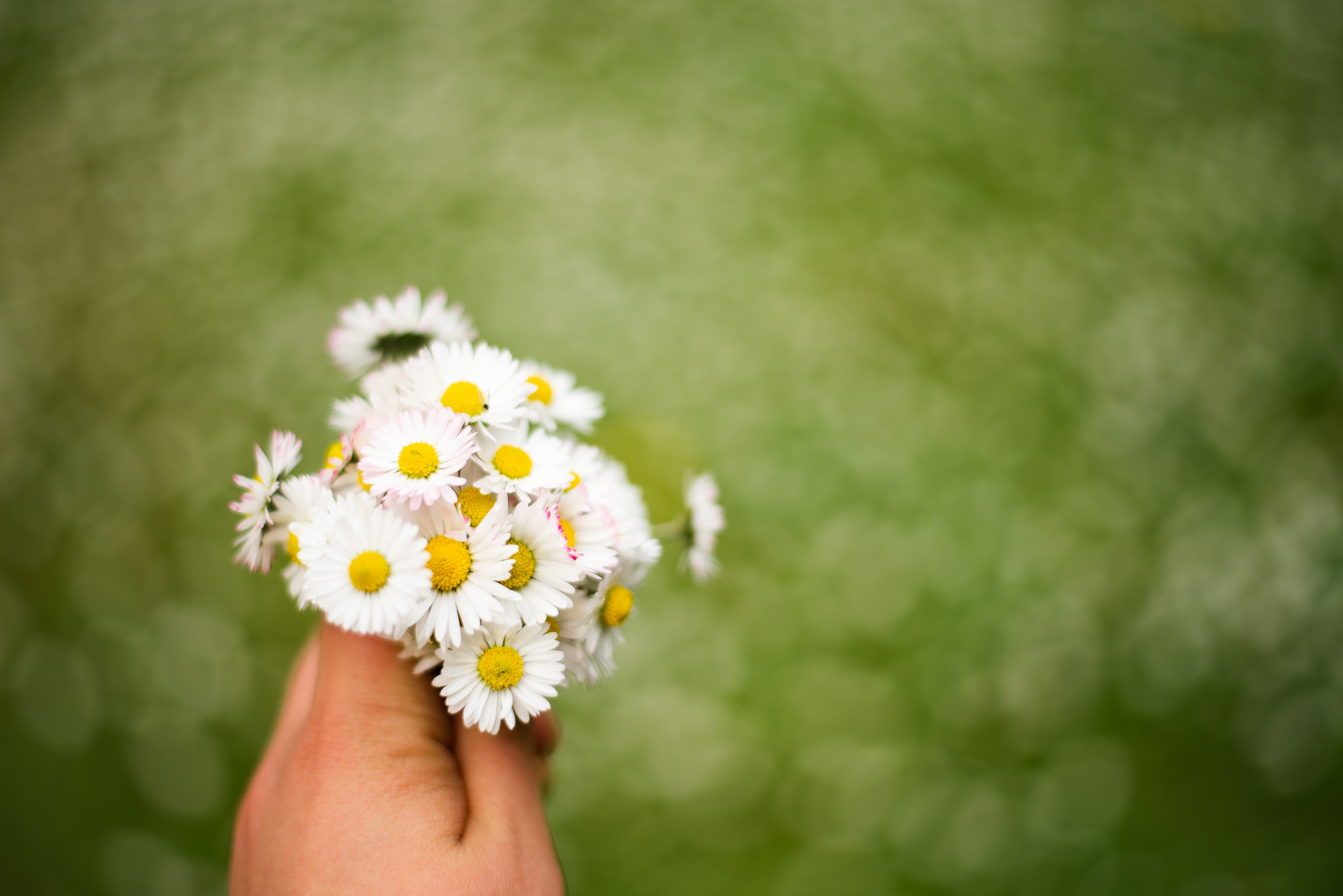 Daisies Acrylic Photos