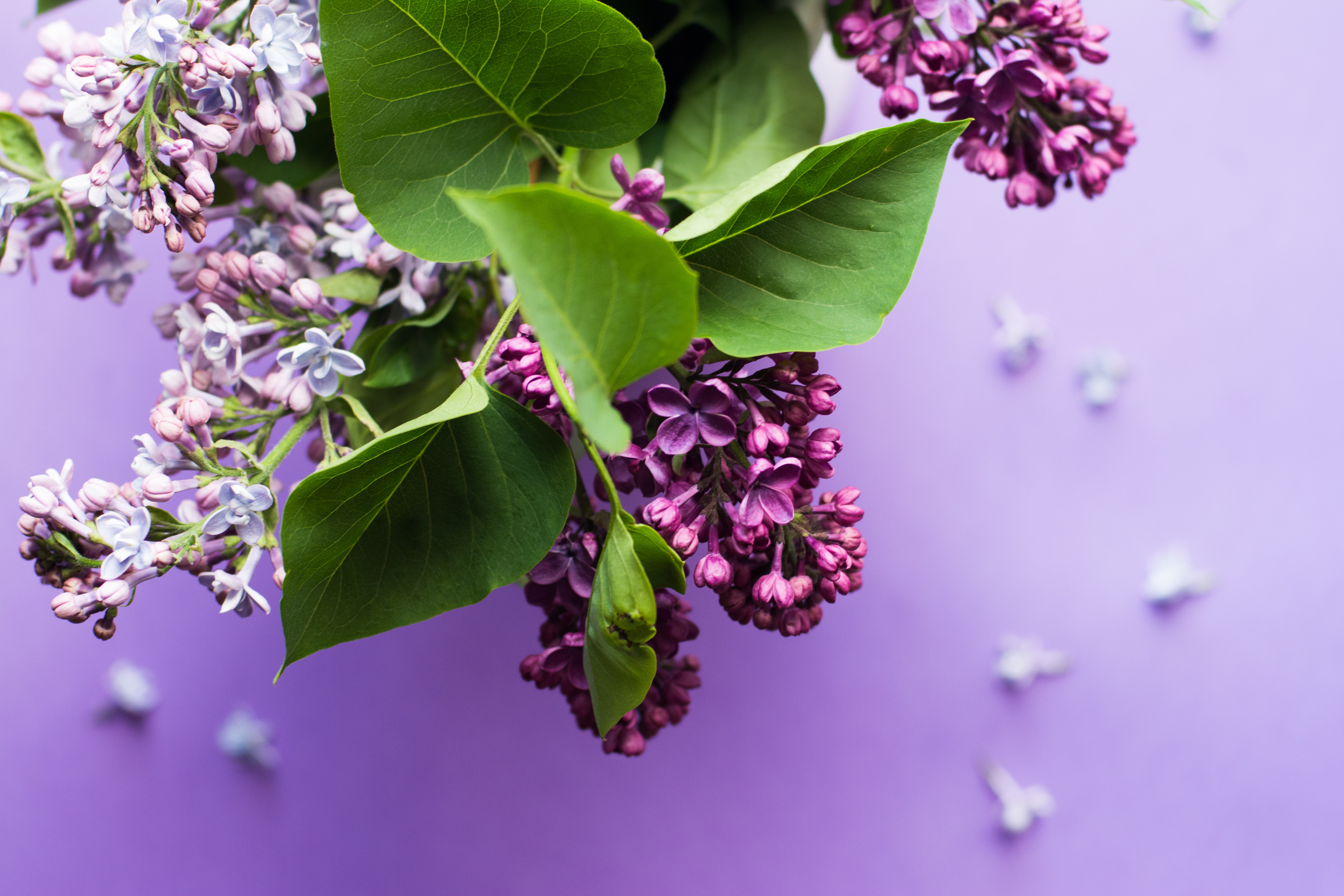 Lilacs Acrylic Photos