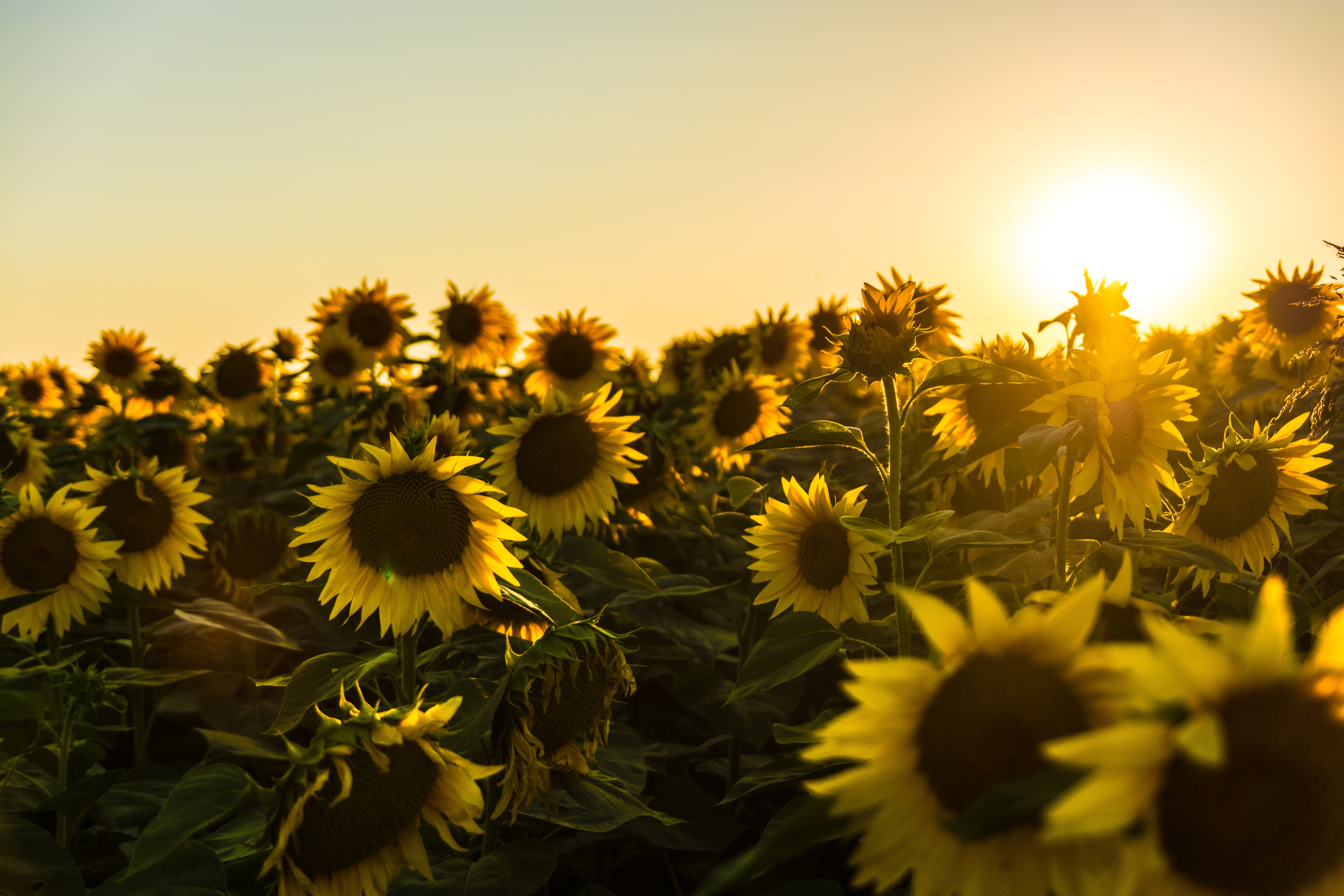 Sunflowers Acrylic Photos