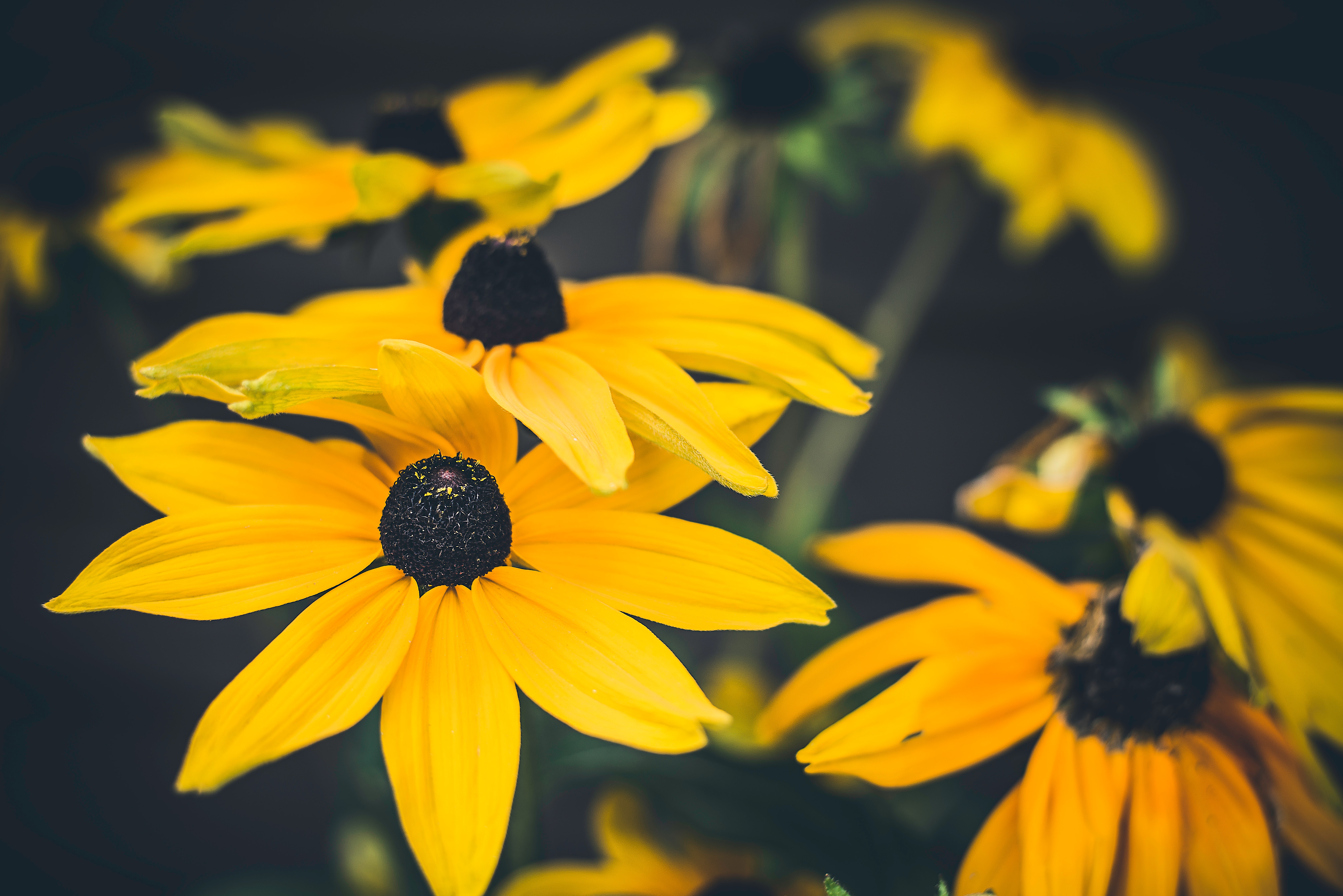 Black Eyed Susans Acrylic Photos