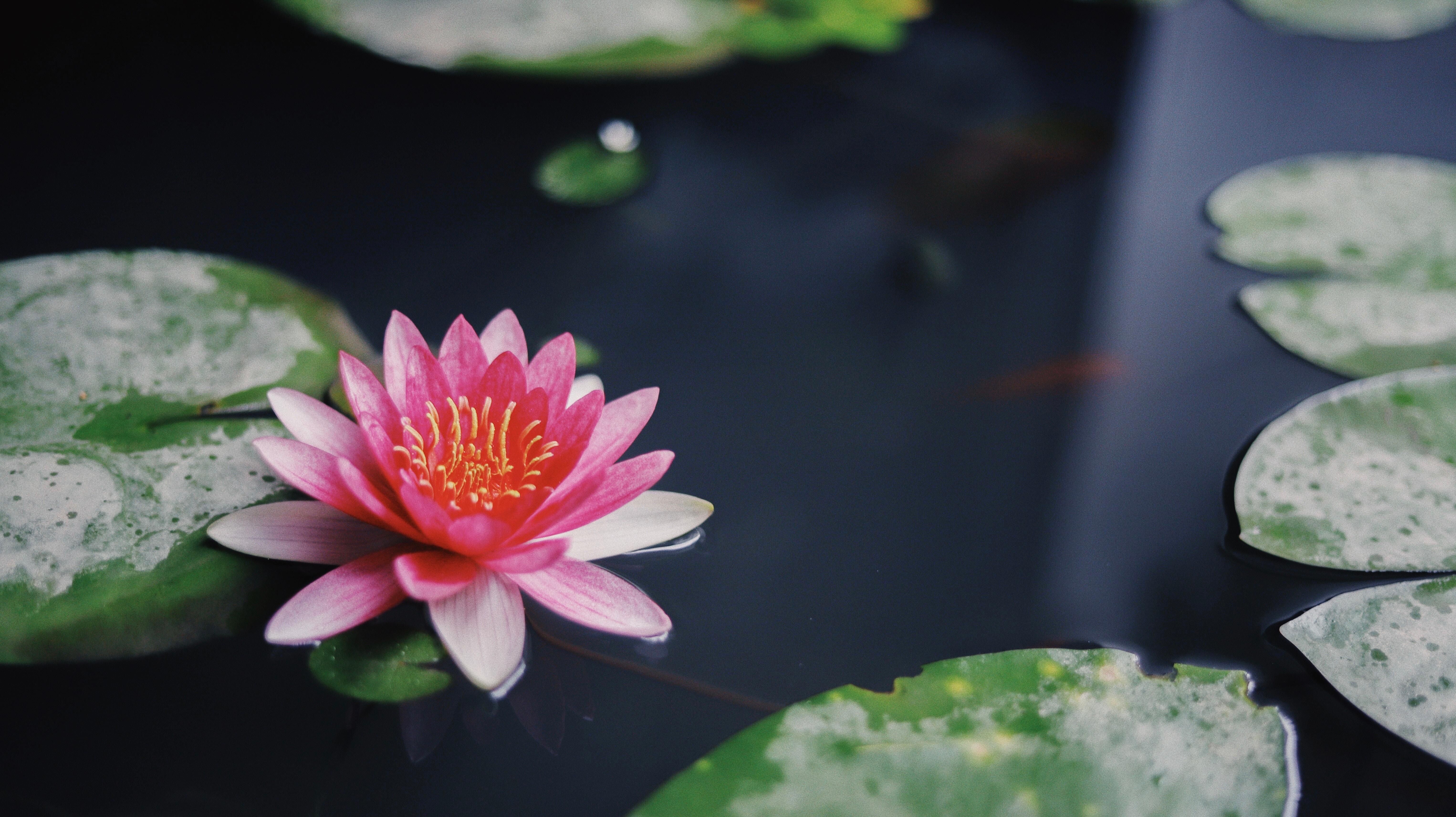 Water Lilies Acrylic Photos