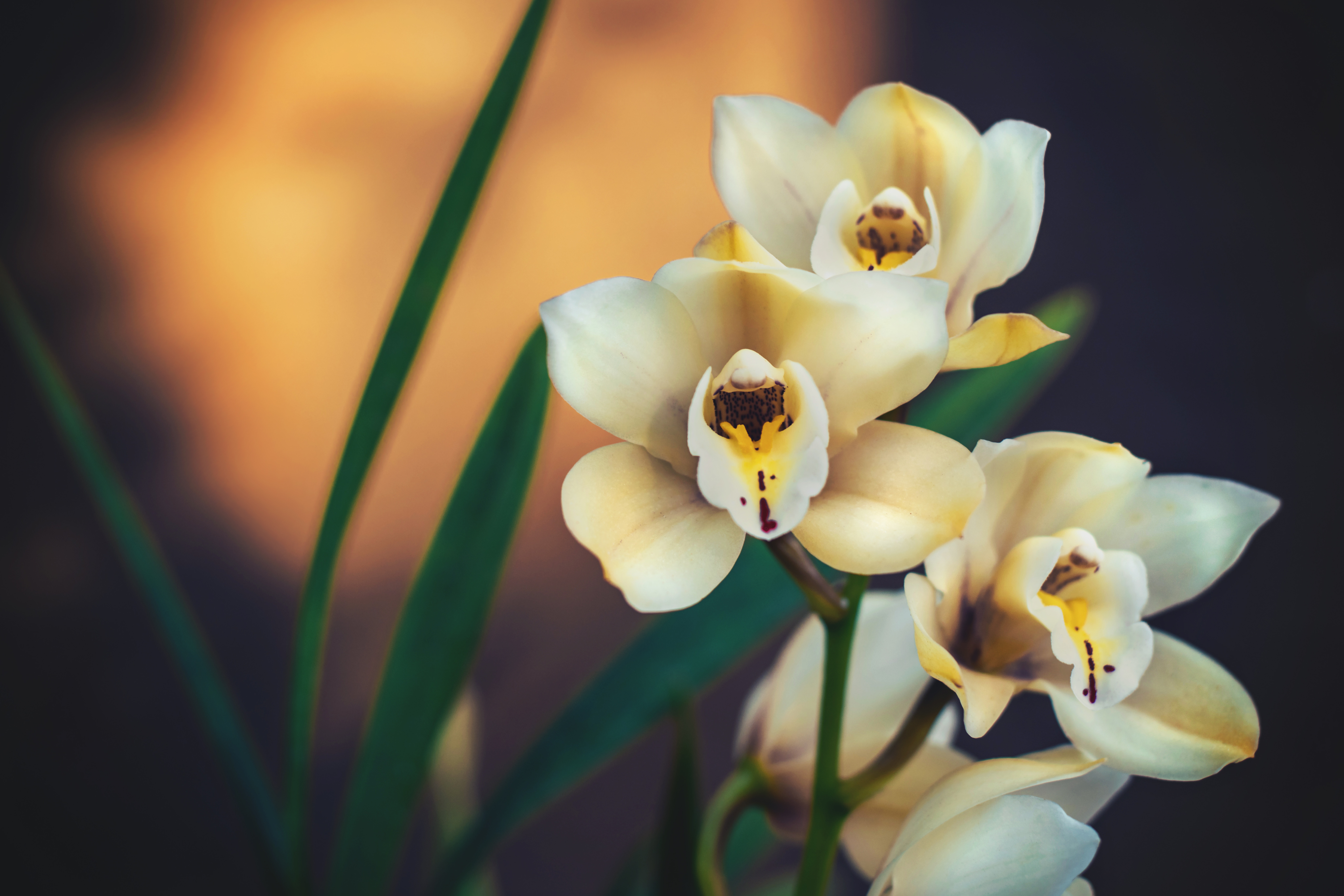 Orchids Acrylic Photos