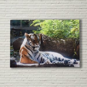 White-Brick-Tiger White-Brick-Tiger