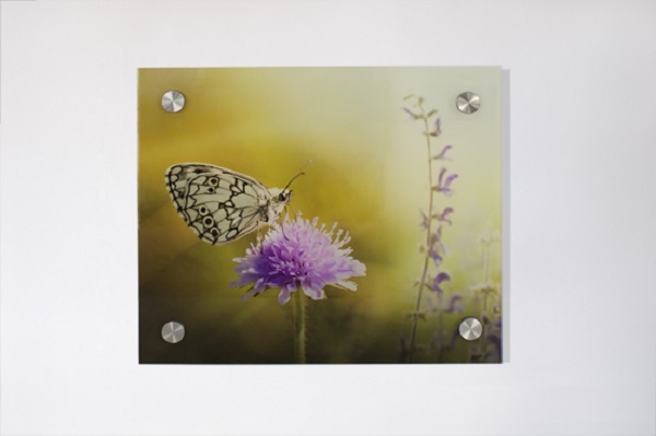 Butterfly on White Metal Standoff Hanging