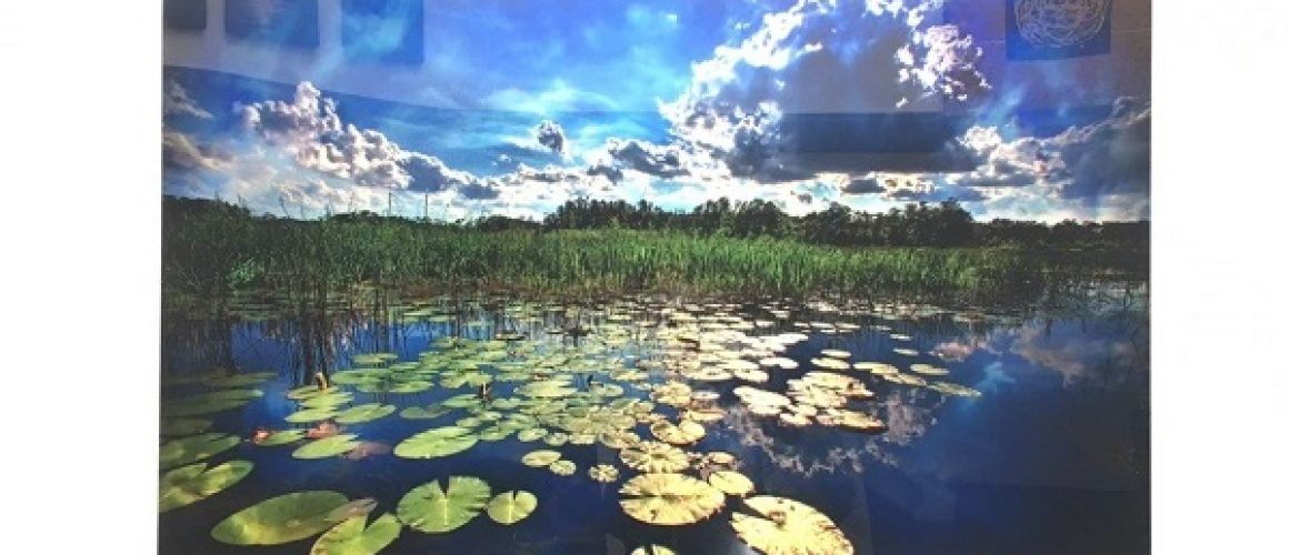 landscape-with-lilly-pads