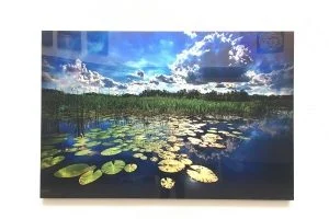 landscape-with-lilly-pads