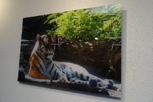 lion-on-acrylic lion-on-acrylic