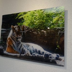 lion-on-acrylic