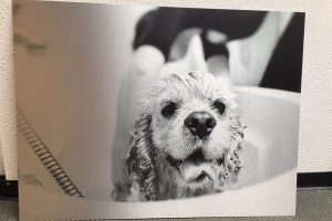 metal-dog-2 metal-dog-2