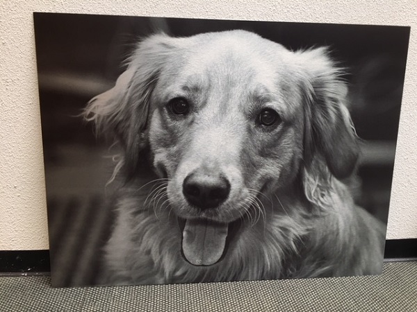 Golden Retriever on <br> Brushed Metal Golden Retriever on <br> Brushed Metal