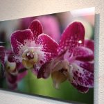 pinkimg_0111 pinkimg_0111