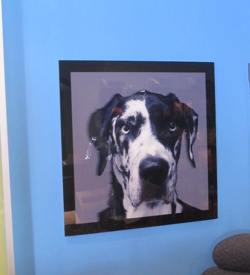 Dog Portrait on Acrylic Glass