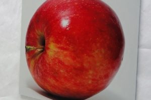 white-metal-red-on-white white-metal-red-on-white