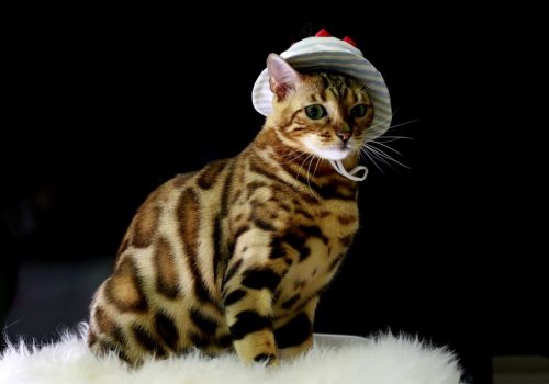 5 Ways to Snap the Purrfect Cat Photos