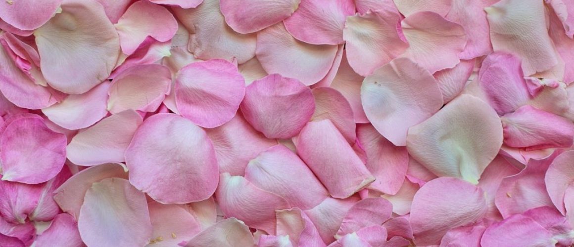 rose-petals-3194062_1920-1