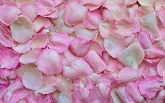 rose-petals-3194062_1920-1 rose-petals-3194062_1920-1