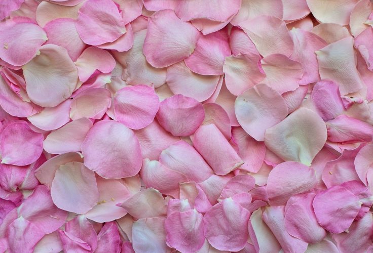 rose-petals-3194062_1920-1 rose-petals-3194062_1920-1