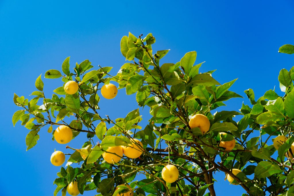 Citrus home office prints offer bright, bold colors and high contrast.