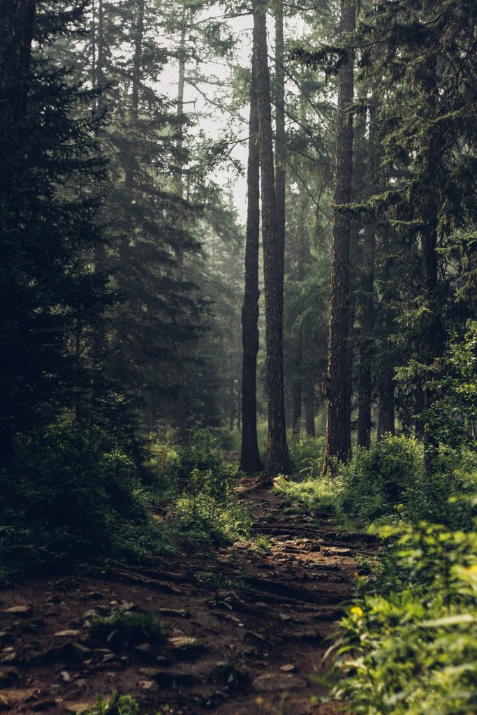 Forest-themed home office prints are calming.