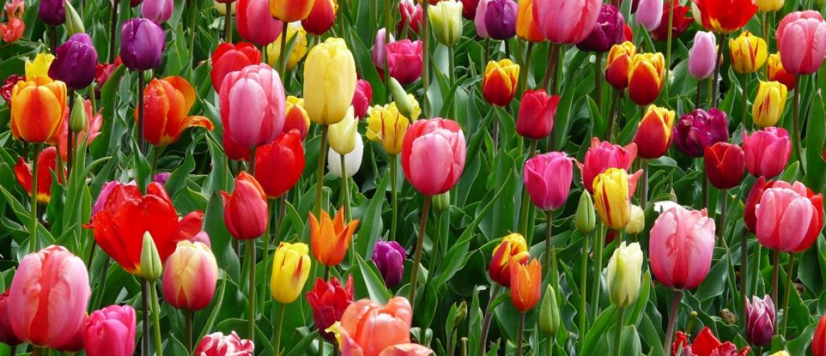 red-purple-and-yellow-tulip-fields-69776