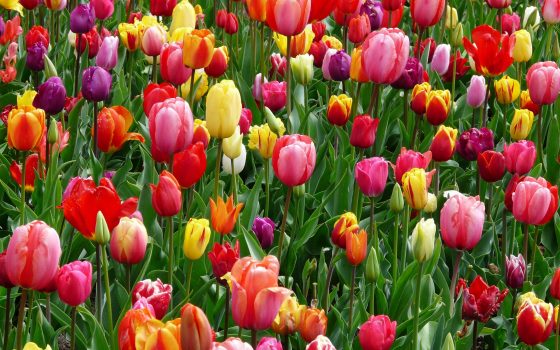 red-purple-and-yellow-tulip-fields-69776