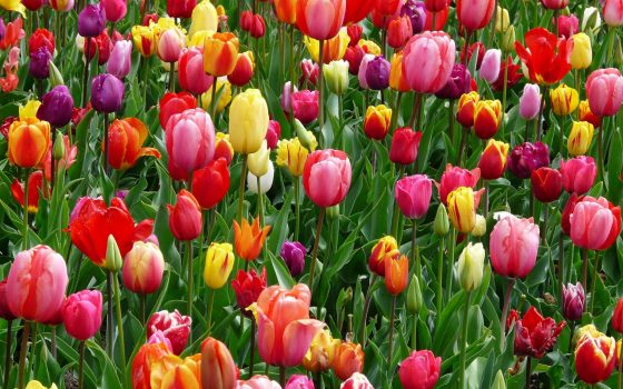 red-purple-and-yellow-tulip-fields-69776 red-purple-and-yellow-tulip-fields-69776