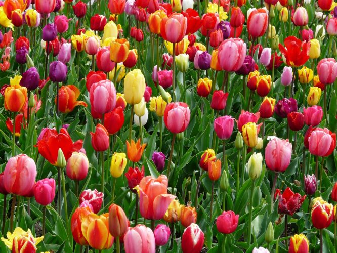 red-purple-and-yellow-tulip-fields-69776 red-purple-and-yellow-tulip-fields-69776