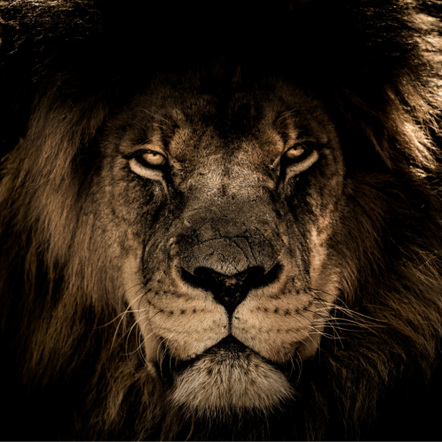 Lion Wall Art Lion Wall Art