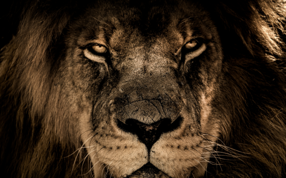 Lion Wall Art Lion Wall Art