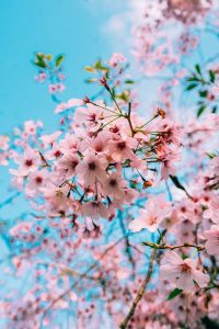 pink wall decor of cherry blossoms