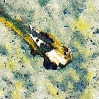 Abstract Acrylic Art Print: Creamy Mess