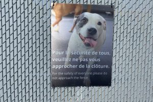 dog customer 1 dog customer 1