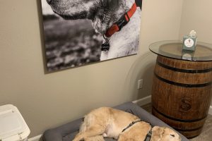 Doggy on Acrylic Doggy on Acrylic