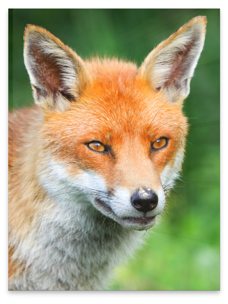 Flushmount Flushmount