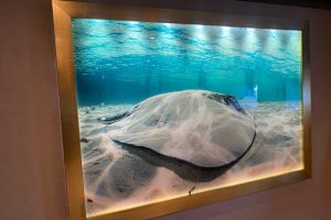 Backlit Acrylic Backlit Acrylic