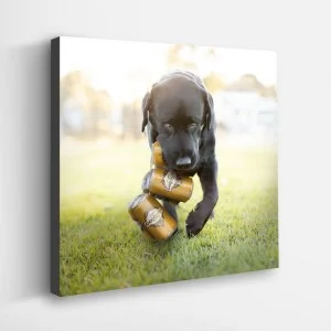 best dog photography