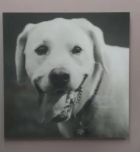 Dog photography Basics
