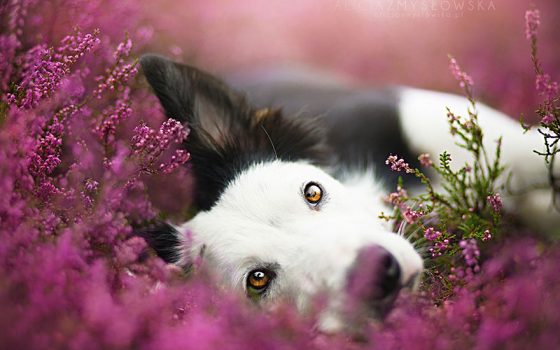 dog-photography-alicja-zmyslowska-1__880 Dog photography Basics