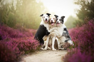 best dog photography