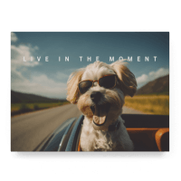 Live in the Moment II