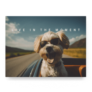 Live in the Moment II