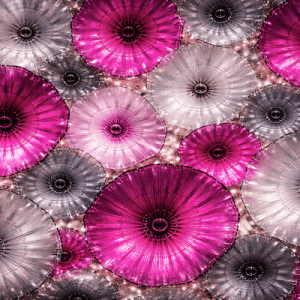 Flowers 5