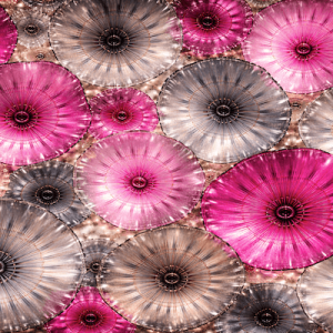 Flowers 2